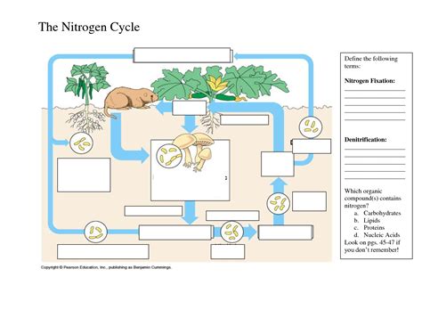 the nitrogen cycle game passport worksheet answer key
